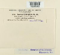 Puccinia hydrophylli image