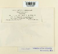 Puccinia hydrophylli image