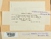 Puccinia hydrophylli image