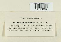 Puccinia hydrophylli image