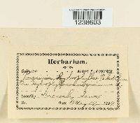 Puccinia hydrophylli image