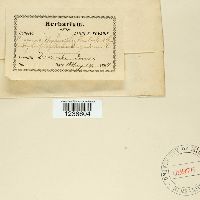 Puccinia hydrophylli image