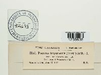 Puccinia argentata image