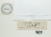 Puccinia argentata image