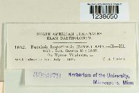 Puccinia argentata image