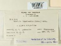 Puccinia argentata image