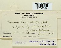 Puccinia argentata image