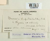 Puccinia argentata image