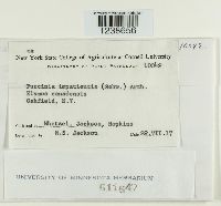 Puccinia argentata image