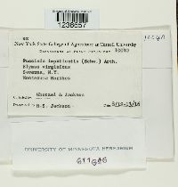 Puccinia argentata image