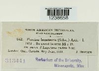 Puccinia argentata image