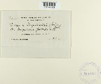 Puccinia argentata image