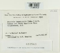 Puccinia argentata image