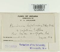 Puccinia argentata image