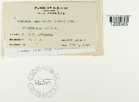 Puccinia argentata image