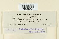 Puccinia argentata image