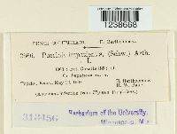 Puccinia argentata image