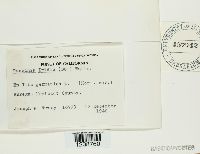 Puccinia iridis image