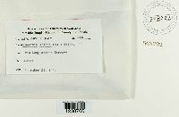 Puccinia iridis image