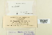 Puccinia iridis image