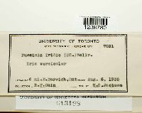 Puccinia iridis image