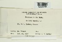 Puccinia iridis image