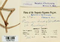 Puccinia iridis image