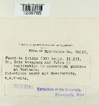 Puccinia iridis image