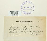 Puccinia iridis image