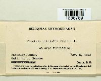 Puccinia iridis image