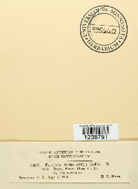 Puccinia iridis image