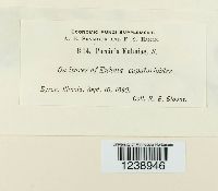 Puccinia kuhniae image