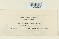 Puccinia kuhniae image