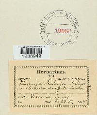 Puccinia kuhniae image