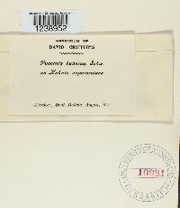 Puccinia kuhniae image