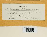 Puccinia kuhniae image