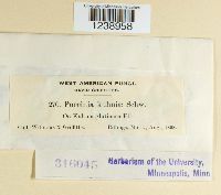 Puccinia kuhniae image