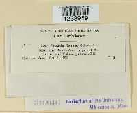 Puccinia kuhniae image