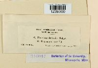 Puccinia kuhniae image