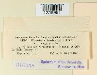 Puccinia kuhniae image