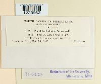 Puccinia kuhniae image