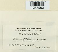 Puccinia kuhniae image