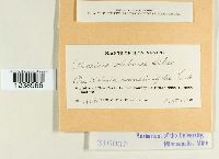 Puccinia kuhniae image