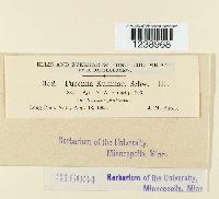 Puccinia kuhniae image