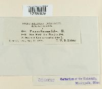 Puccinia kuhniae image