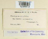 Puccinia kuhniae image