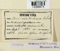 Puccinia kuhniae image