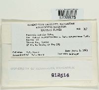 Puccinia kuhniae image