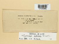 Puccinia kuhniae image