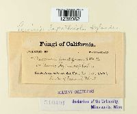 Puccinia lantanae image